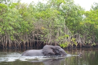 Slon v lagúne.