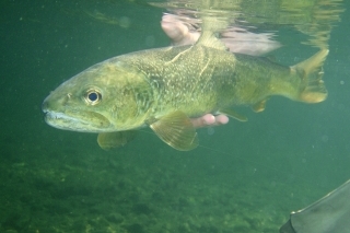 Pstruh mramorový (Salmo marmoratus).