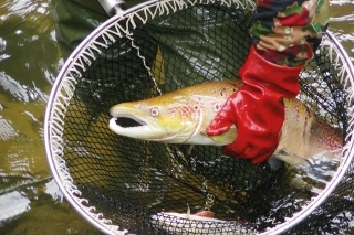 Krásne sfarbený mliečniak lososa atlantického (salmo salar) z  rieky Kamenice na severe Čiech.