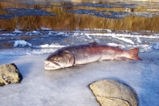 Danube salmon - dunajský losos