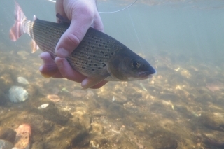 Jeseň, lipne, mikromušky 5