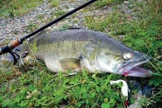 Nádherný, viac ako 5 kg zubáč zhltol malý riper ako nič.