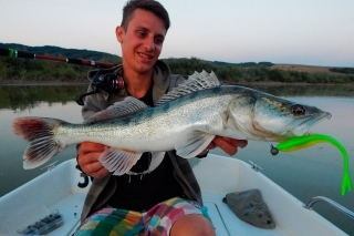 Krásny zubáč neodolal nástrahe Minnow 16 vo farbe Green/Yellow.