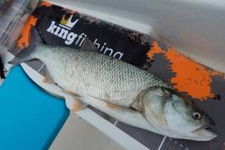 Po prvom výpade som vytušil, že nepôjde o väčšiu rybu, na hladine sa ukázal boleň okolo 60 cm.