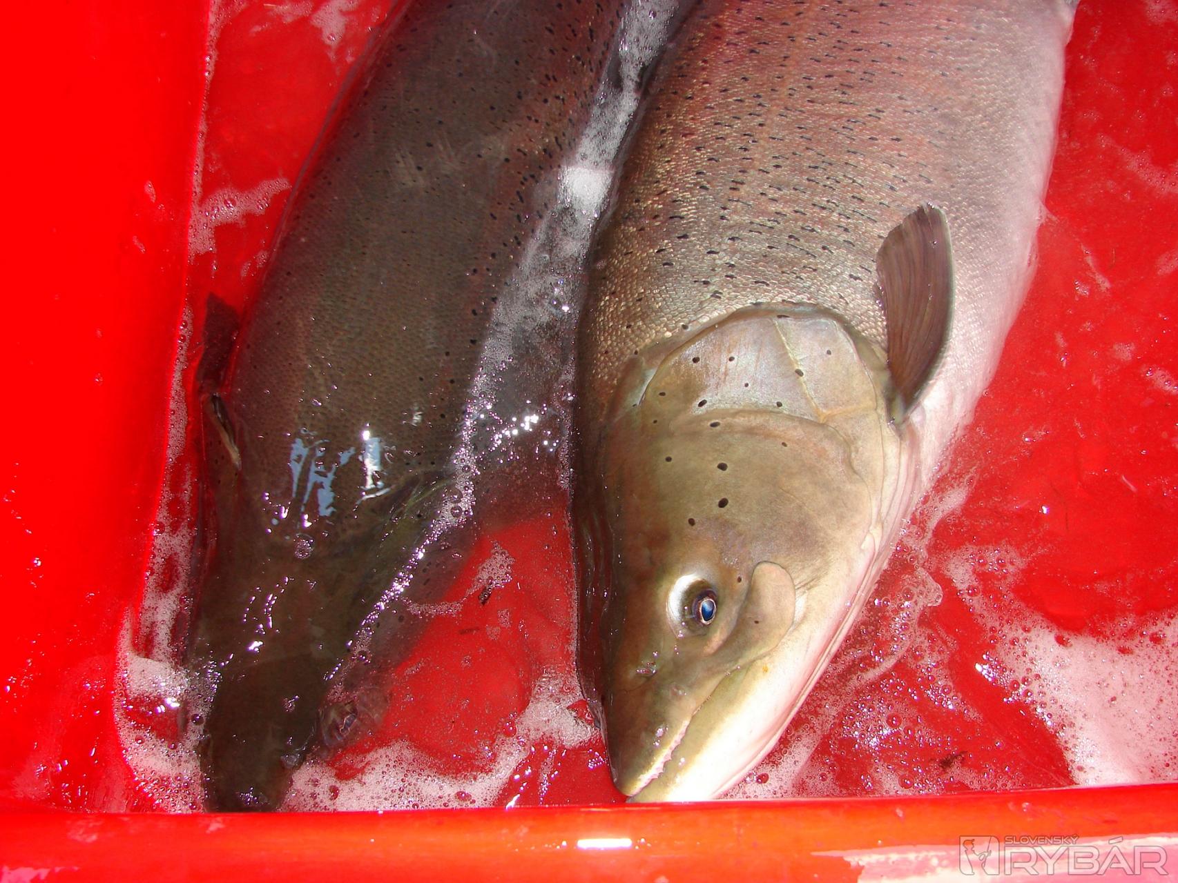 Hlavátka s hmotnosťou 10 kg má približne 2,5 až 2,7 kg ikier.