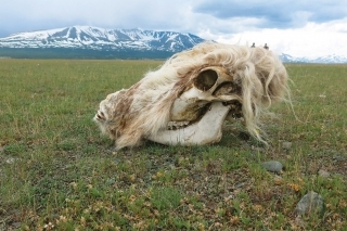 Drsná mongolská príroda.