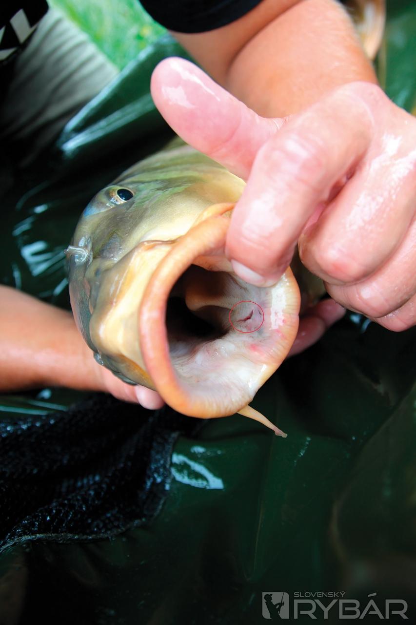 Na tejto fotografii som na tej istej vode, rybka cca 10 kg a papuľka čistá, nepoškodená. Vo vnútri v papuľke je dole vidieť iba jeden maličký vpich po háčiku, ktorý sa ľahko a rýchlo zahojí a ryba môže bez ujmy na zdraví pokračovať v kŕmení sa.