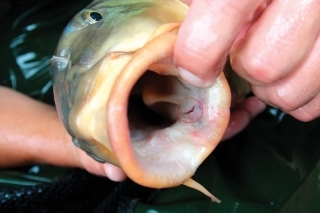 Na tejto fotografii som na tej istej vode, rybka cca 10 kg a papuľka čistá, nepoškodená. Vo vnútri v papuľke je dole vidieť iba jeden maličký vpich po háčiku, ktorý sa ľahko a rýchlo zahojí a ryba môže bez ujmy na zdraví pokračovať v kŕmení sa.