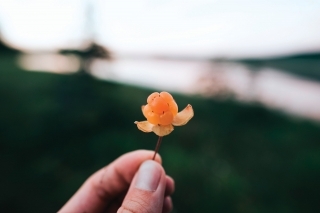 Cloudberry alebo „Moruška“ je škandinávska delikatesa.