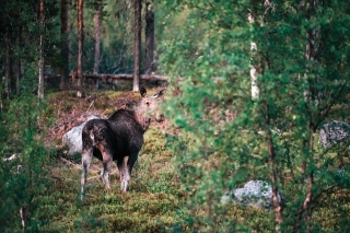 Majestátna samica losa.