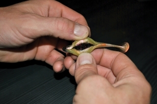 Koniec sezóny s Texas rig a Carolina rig 4