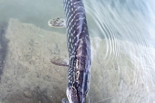Výnimka potvrdzuje pravidlo. Táto šťuka bola klamaná v čírej vode na krikľavý Jerkbait.