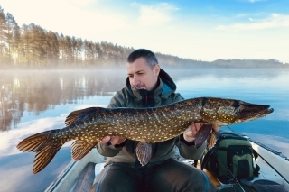 Tomiho krásavica, tie väčšie šťuky stáli na zlomoch plytkej vody a hlbočiny.