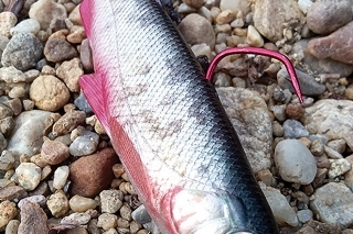 Napodobenina belice – 15 cm do čírej vody.
