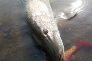 SG River Roach 18 cm.