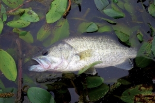 Ostračka – black bass v plnej kráse.