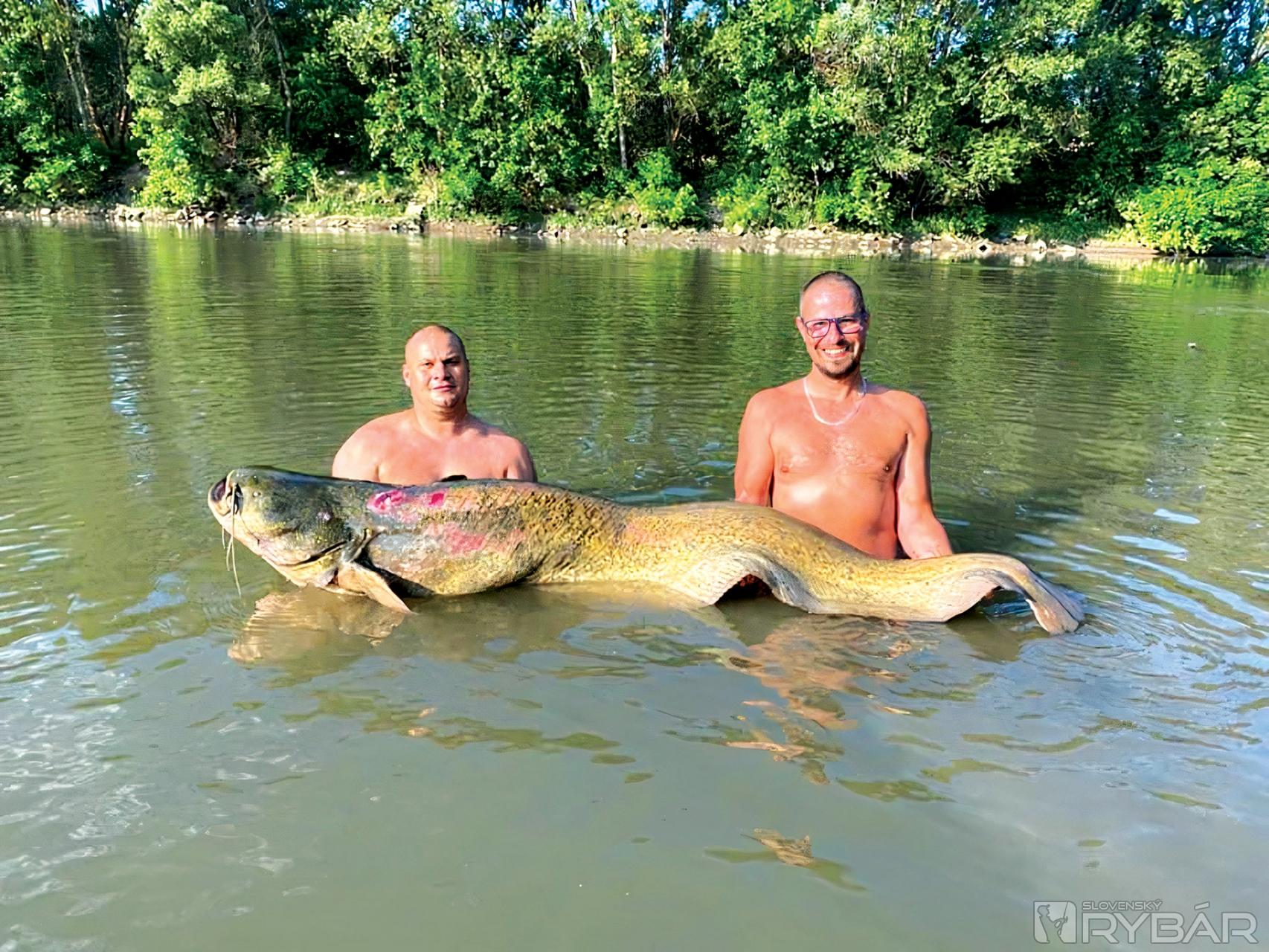 Borisov sumec zo slovenskej rieky s dĺžkou 207 cm.