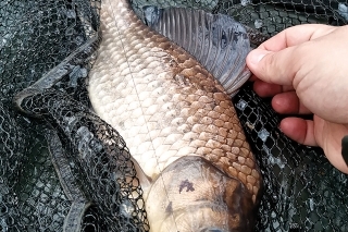 Karas na feeder vždy poteší.