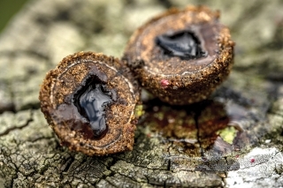 Tekuté jadro boilies ako ďalší zaujímavý a inovatívny pokrok 
v technike výroby návnad a nástrah.