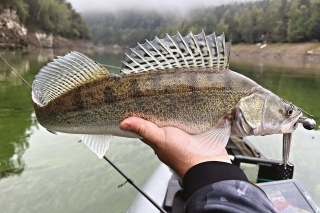 Ružínskemu zubáčovi zachutila nymfa redbass.