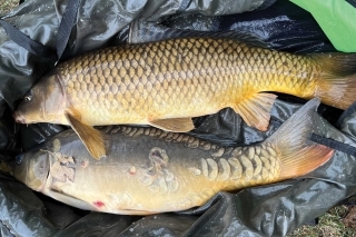 Method feeder, 9. časť - Lov veľkých rýb 4