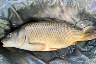 Method feeder, 9. časť - Lov veľkých rýb 8
