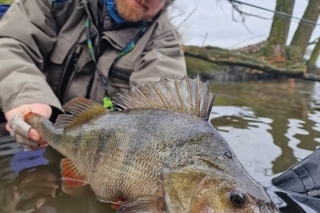 Na dravce s muškárkou z bellyboatu 10