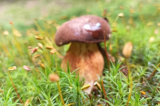 Keď huby rastú, ryby neberú