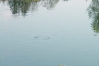 Prevratné montáže a spôsoby lovu: FLOATING FEEDER 2