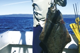 Halibut 111 cm.