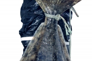 Halibut 53 kg.