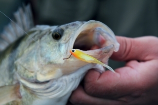 Naj ostriež sa chytil na Drop-shot, 0,15 fluorocarbón, maličký hačik 6 a novinka od Berkley -  smáčik 5 cm.