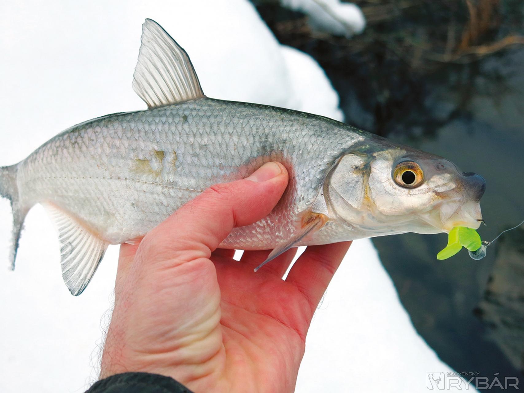 Ak natrafíte na biele ryby môžete ich celkom úspešne loviť aj na prívlač. Tomuto nosáľovi zachutil zelený twister.
