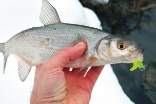 Ak natrafíte na biele ryby môžete ich celkom úspešne loviť aj na prívlač. Tomuto nosáľovi zachutil zelený twister.