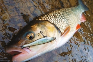Jalce dobre berú takmer v akúkoľvek ročnú dobu. Ani zima nie je výnimkou.