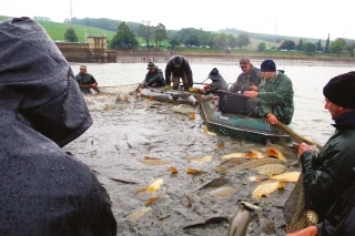 V sieti sa ukázalo množstvo veľkých kaprov (Kunov).