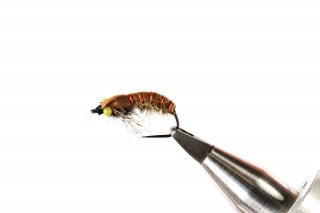 Caddis pupa