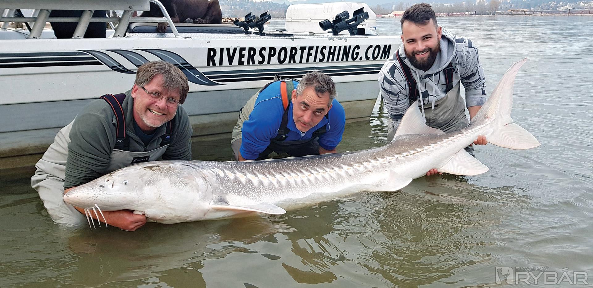 Rekord zájazdu jeseter biely 252 cm.