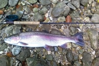 Pstruh dúhový 60 cm.