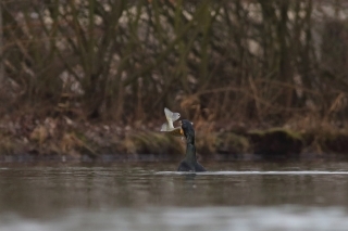 Takmer mierový zubáč ako kvalitná potrava pre kormorána. Uniknúť mu nepomohla ani ostrá chrbtová plutva.