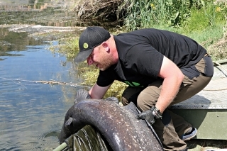 12. Aj tu dbám na to, aby som rybu neťahal bruchom cez okraj člna, ale nadvihnem ju a preložím za okraj, potom už sám skĺzne do vody.