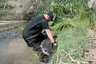 14. Keď je všetko pripravené, vezmem rybu a položím ju na mokrú plachtu. Po rozviazaní uzla opäť vytiahnem lano z papule cez žiabrové viečka.