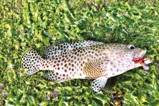 Môj druhý zárez z rybačky 
na pláži, Epinephelus morra.