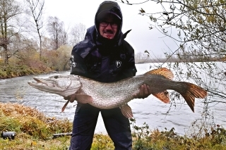 V našich podmienkach sa šťuka dožíva až 33 rokov.