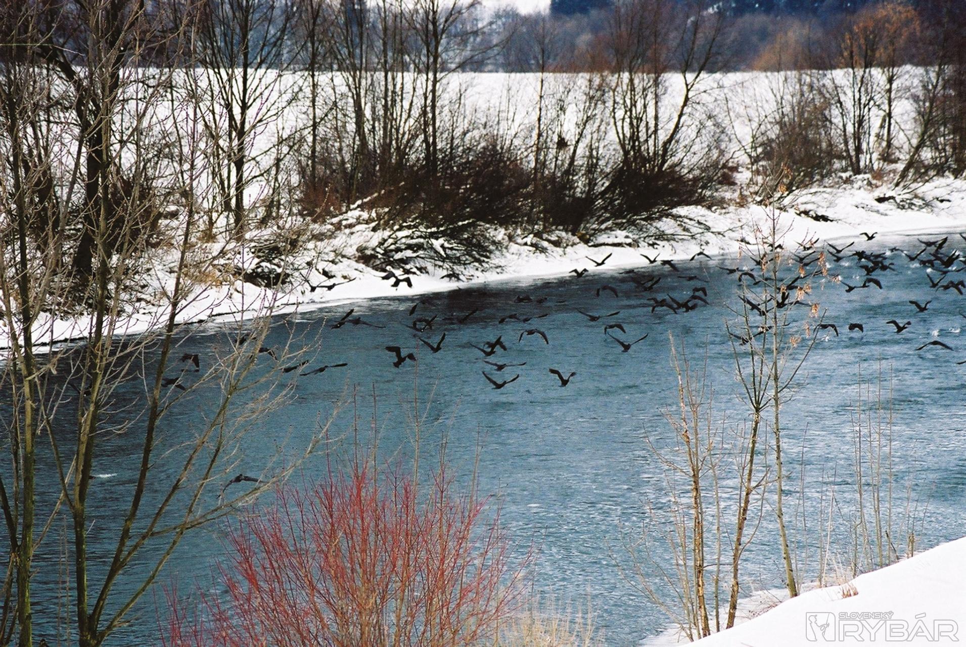 Nálety kormoránov na podhorských riekach predstavujú pre obsádku pôvodných rýb ekologickú katastrofu.