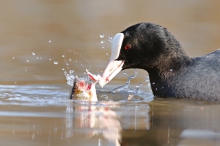 Lyska so svojím ostrým zobáčikom porcuje drobné rybky.
