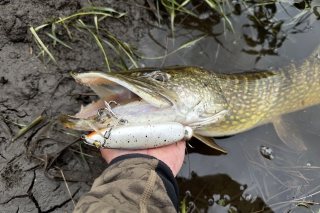 Štyri polhodinové šťuky