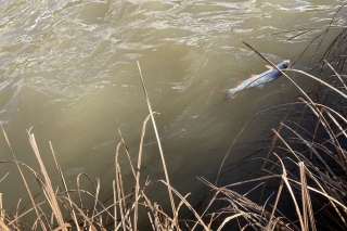 Keď rieka cerí zuby