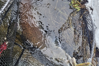 Naša výnimočná ryba – hlavátka podunajská, 2. časť