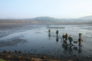 Rybári pripravujú záťah sieťou v spustenom rybníku.